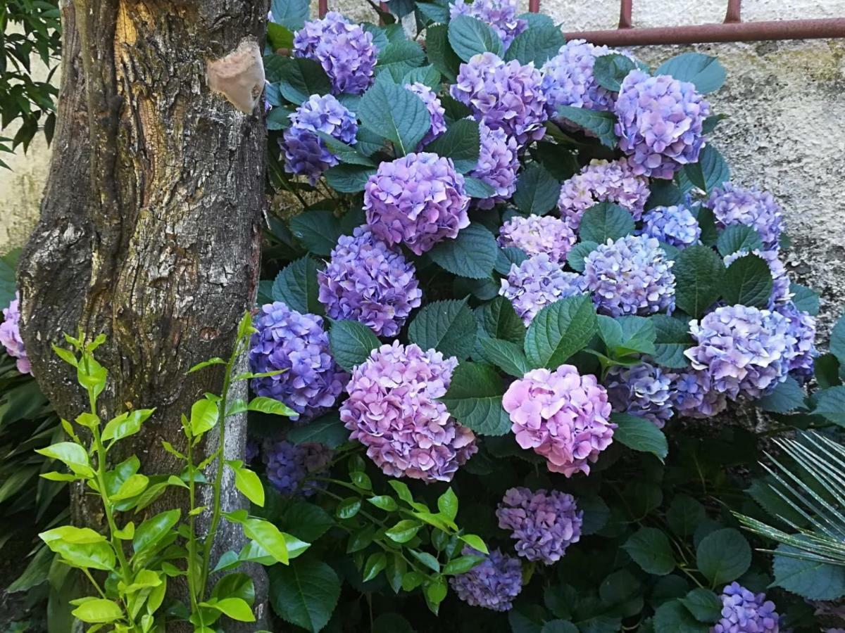 Il Giardino Degli Agrumi Holiday home *